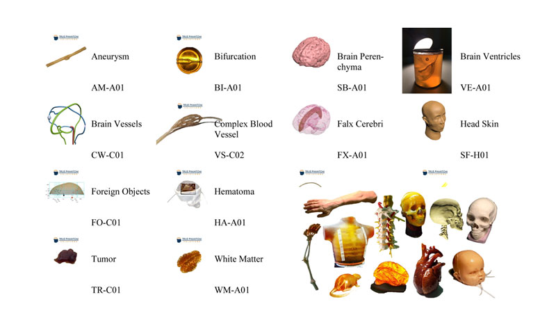 True Phantom各種各樣的人體組織模塊，模體