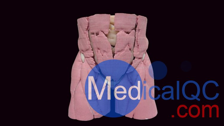 CIRS 801-P男性骨盤(pán)模體，CIRS 801-P模體