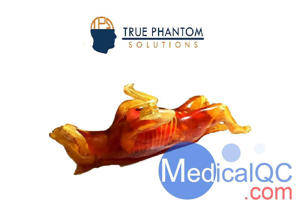 Dog Phantom成年母狗模體，牧羊犬模體，獸醫(yī)診斷成像培訓(xùn)模體，可定制