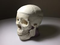 帶大腦的成人頭骨模體定制