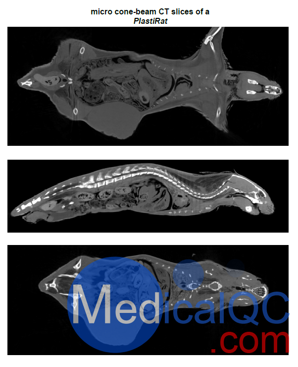 PlastiCreatures小動(dòng)物塑化標(biāo)本，PlastiCreatures模體