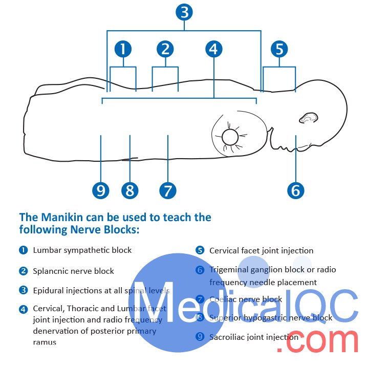 AR351脊椎穿刺模體，Adam，Rouilly脊椎穿刺模體