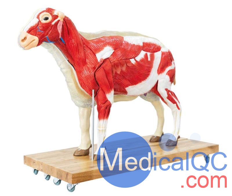 VET3310綿羊模型,VET3310綿羊模體，VET3310獸醫(yī)用模體