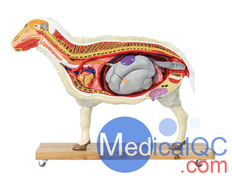 VET3310綿羊模型,VET3310綿羊模體，VET3310獸醫(yī)用模體