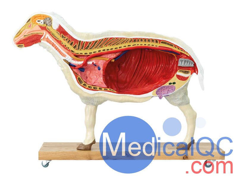 VET3310綿羊模型,VET3310綿羊模體，VET3310獸醫(yī)用模體