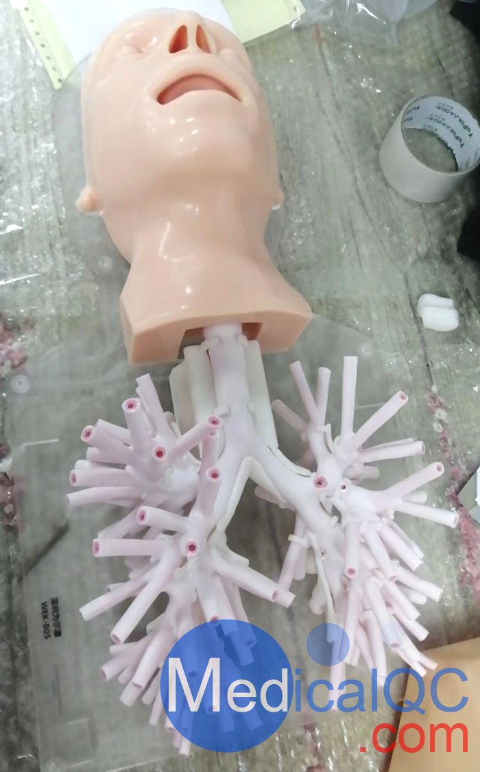 WEK-B05內(nèi)窺鏡支氣管模體，WEK-B05支氣管模型