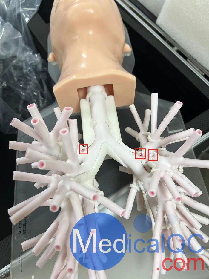 WEK-B05內(nèi)窺鏡支氣管模體，WEK-B05支氣管模型