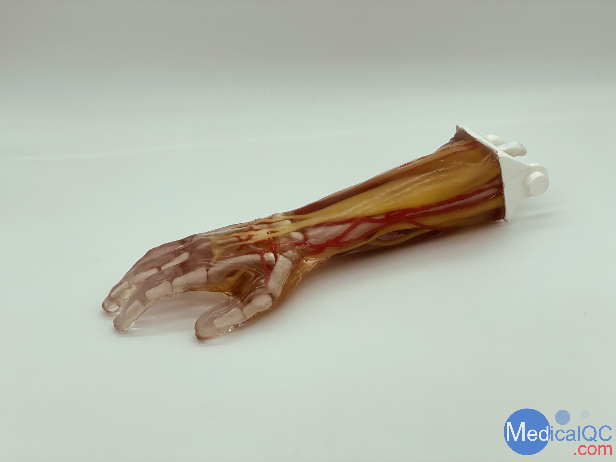 AR-A03成人手臂模型，AR-A03成人手臂模體