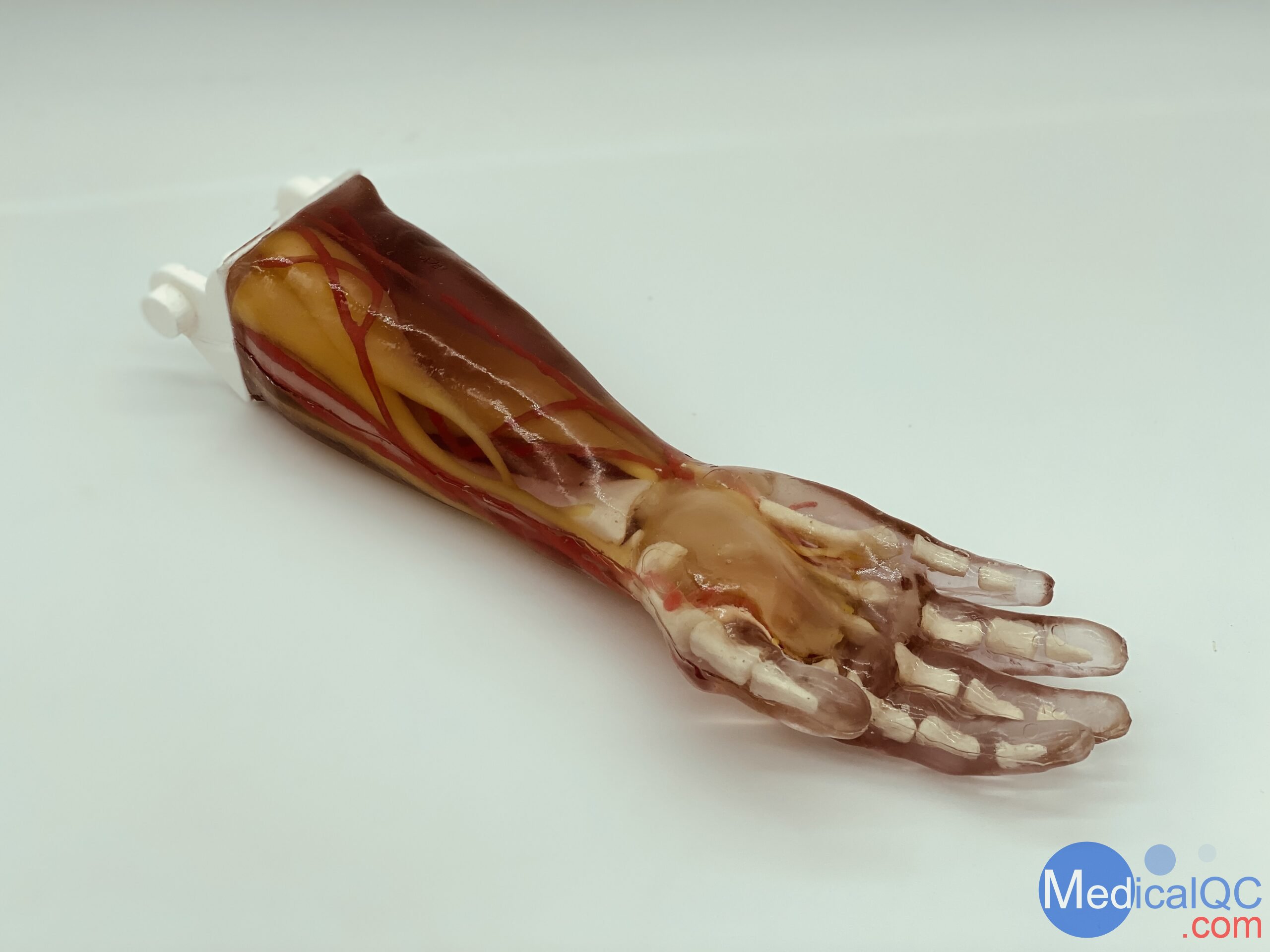 AR-A03成人手臂模型，AR-A03成人手臂模體