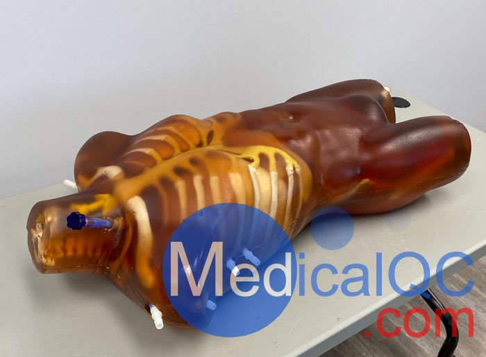 TO-A02成人軀干模體，TO-A02動態(tài)心臟運動軀干模體