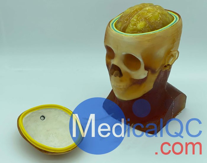 HD-C03成人頭模，HD-C03血管造影頭模，HD-C03頭部模體