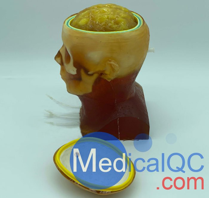 HD-C03成人頭模，HD-C03血管造影頭模，HD-C03頭部模體