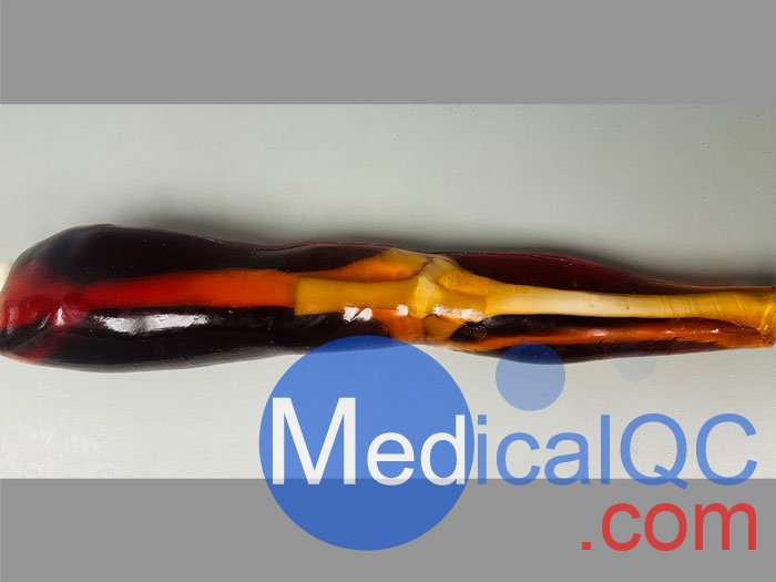 KE-A02成人膝關(guān)節(jié)模體，KE-A02腿部模型，KE-A02腿模體