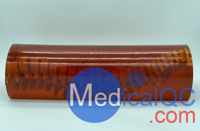 SE-A02成人脊柱模型，SE-A02脊柱模體,SE-A02脊椎模體