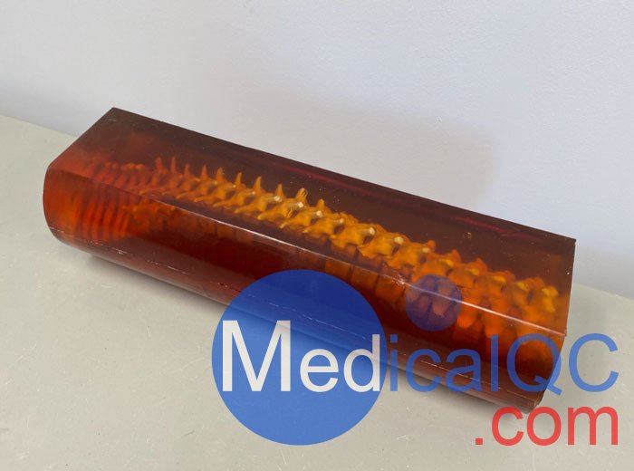 SE-A02成人脊柱模型，SE-A02脊柱模體,SE-A02脊椎模體