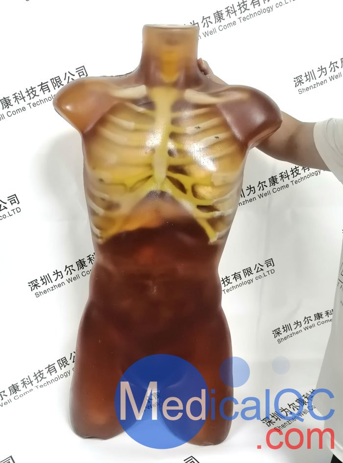 CT-A01成人軀干模體,CT-A01成人軀干模型實拍圖