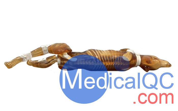 Dog Phantom，牧羊犬模體，模型實(shí)物圖