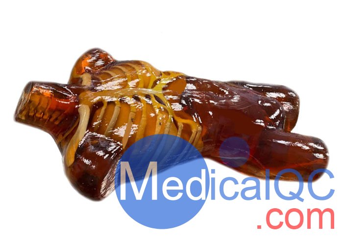 US-A02成人軀干模體，US-A02可用于超聲，CT,X射線成像