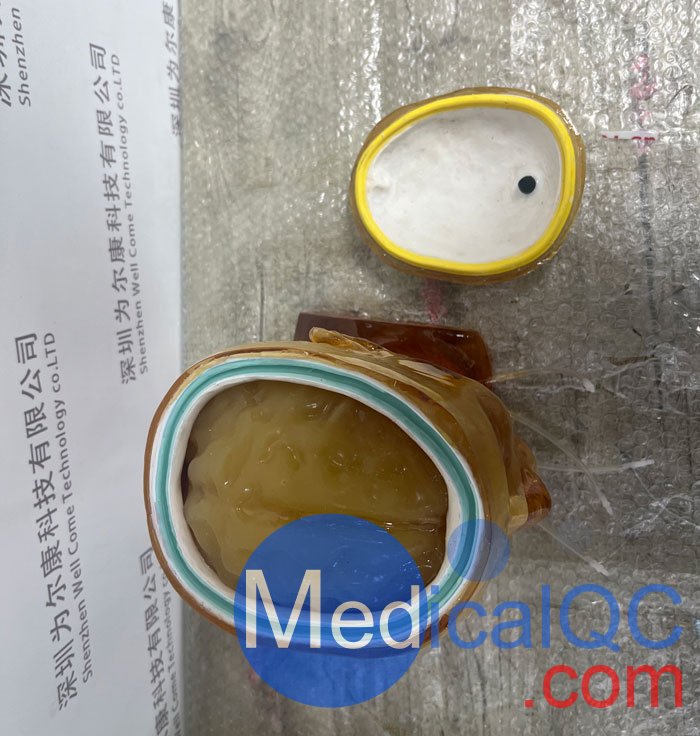 HD-C03成人頭模，HD-C03血管造影頭模，HD-C03頭部模體實拍圖