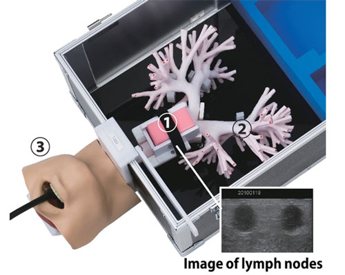 LM-099超聲支氣管鏡模擬器,LM-099支氣管穿刺訓(xùn)練模型