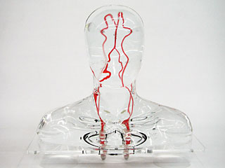 HB-1頭部血管模型，HB-1頭部體模，帶血管