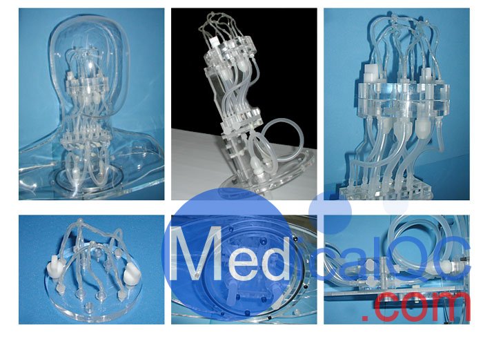 HB-1頭部血管模型，HB-1頭部體模，帶血管